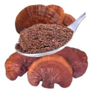 GANODERMA / Reishi​